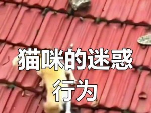 小猫咪技能挑战攻略（打造无敌小猫咪，享受游戏乐趣）