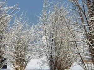 幻境雪人出装攻略大全（掌握关键装备，提升幻境雪人战斗能力）
