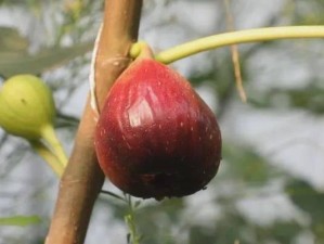 蚂蚱新符文出装攻略（以新符文突破极限，蚂蚱出装攻略尽在此）