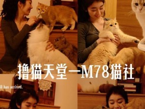《玩转猫咪天堂游戏，成为顶级玩家的终极攻略》（药物攻略，掌握秘密利器，猫咪天堂游戏指日可待！）