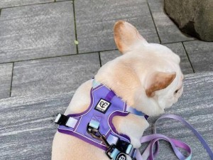 《一起来捉妖水元宝宝》捕获方式详解（学习如何成功捕获你所需的宠物）