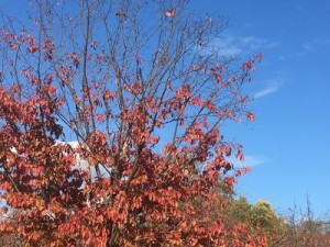 红叶副本第8层攻略（以红叶副本第8层为例，全面攻略副本高难度挑战）