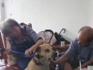 贵妇犬找主人攻略（如何寻找合适的主人以及培养贵妇犬的关键技巧）